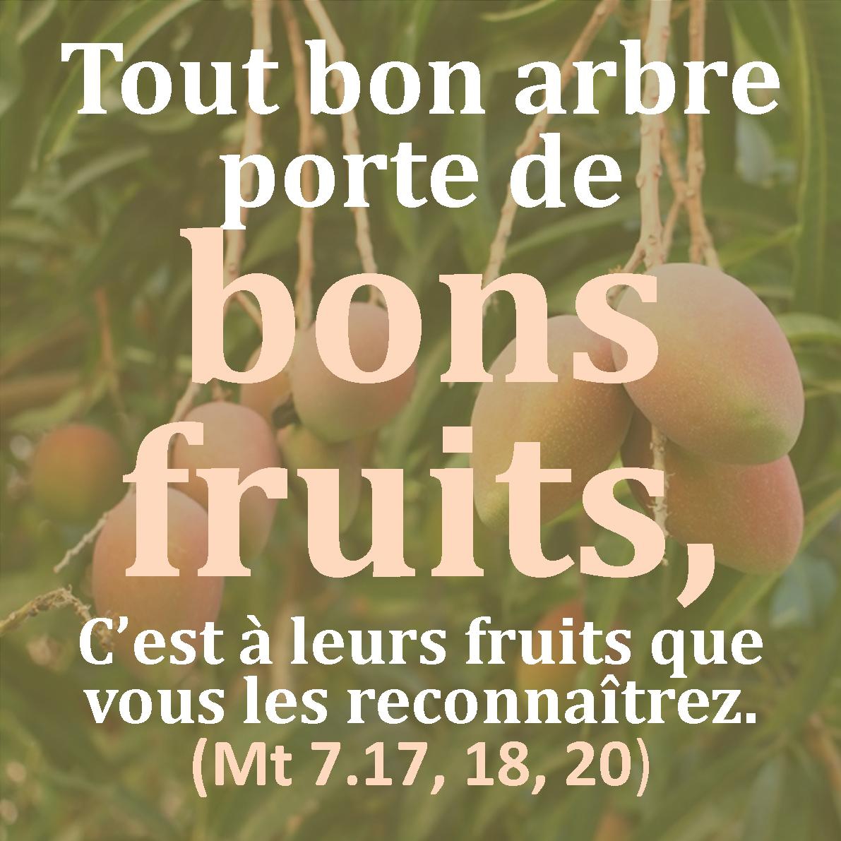 Mt 7 : 17 - Septième dimanche après la Pentecôte